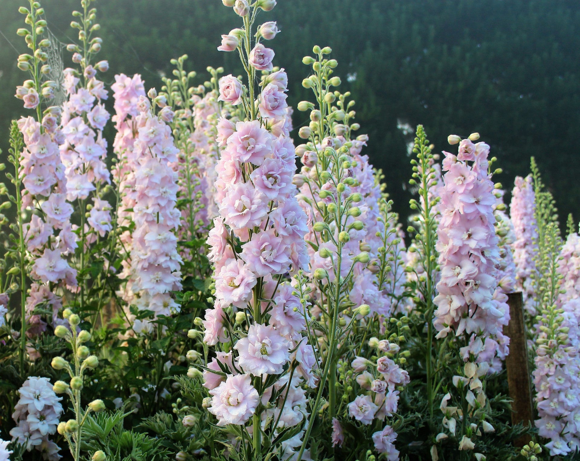 Millennium Delphiniums