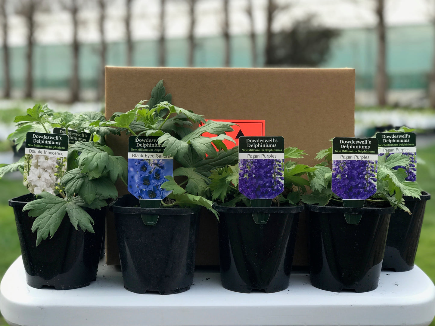 6 Advanced Plants