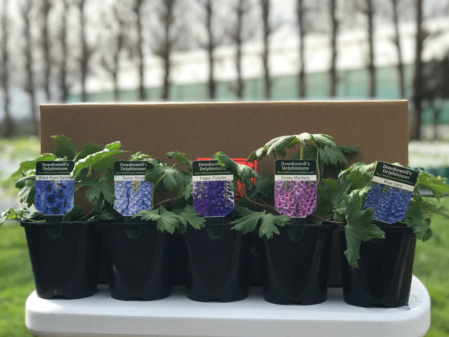 10 Advanced Plants 2026