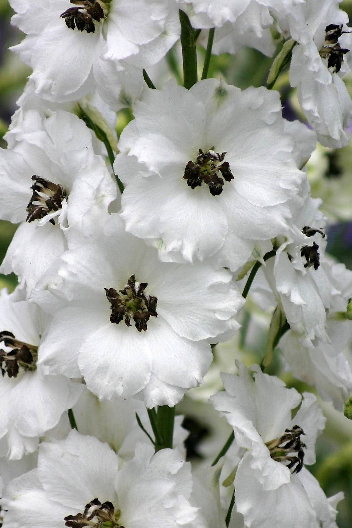 Black-Eyed Angels - white delphinium