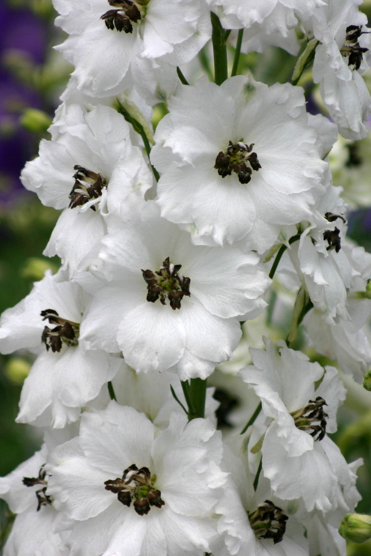 Black-Eyed Angels - white delphinium