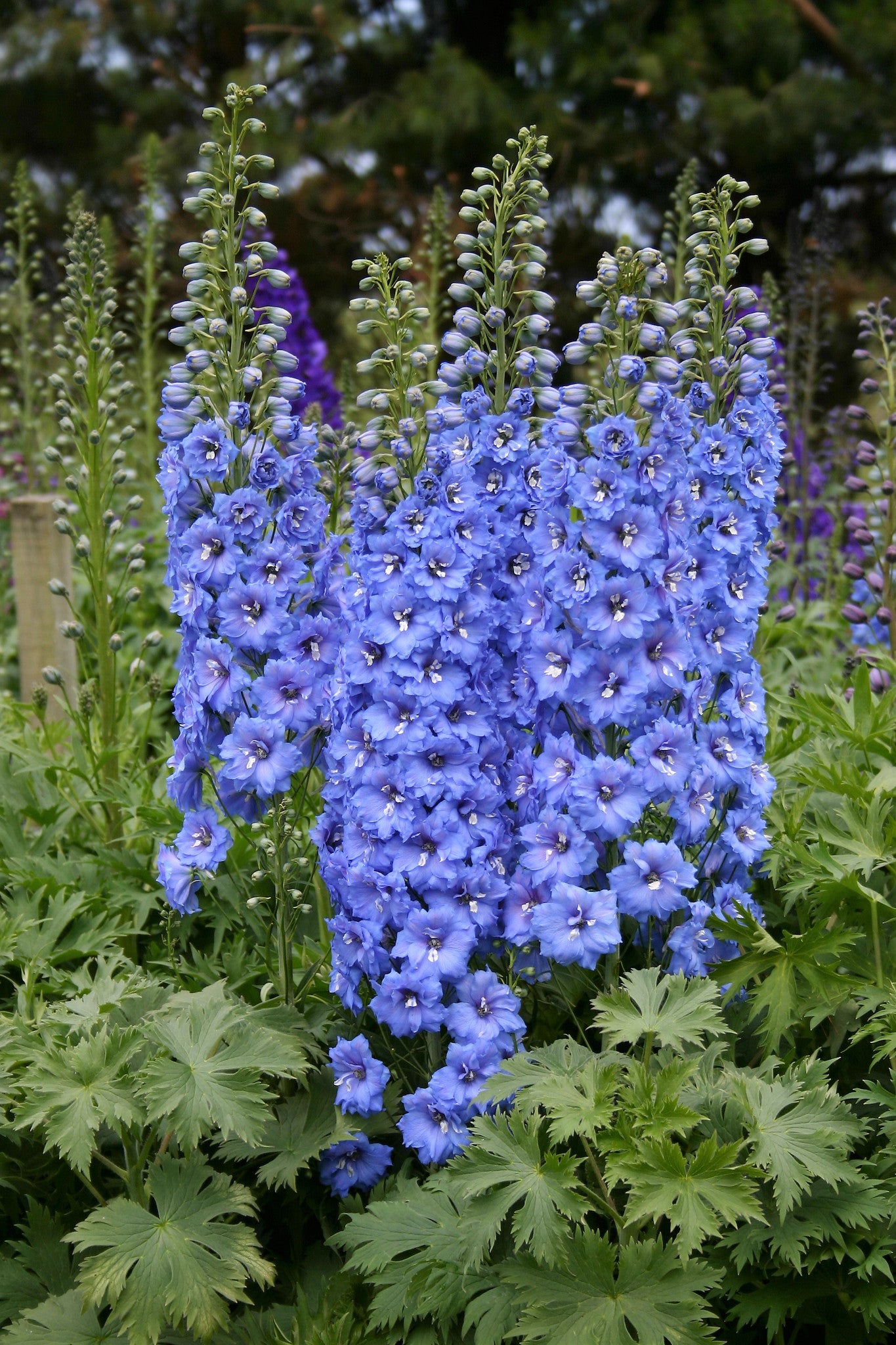Blue Lace - blue delphinium