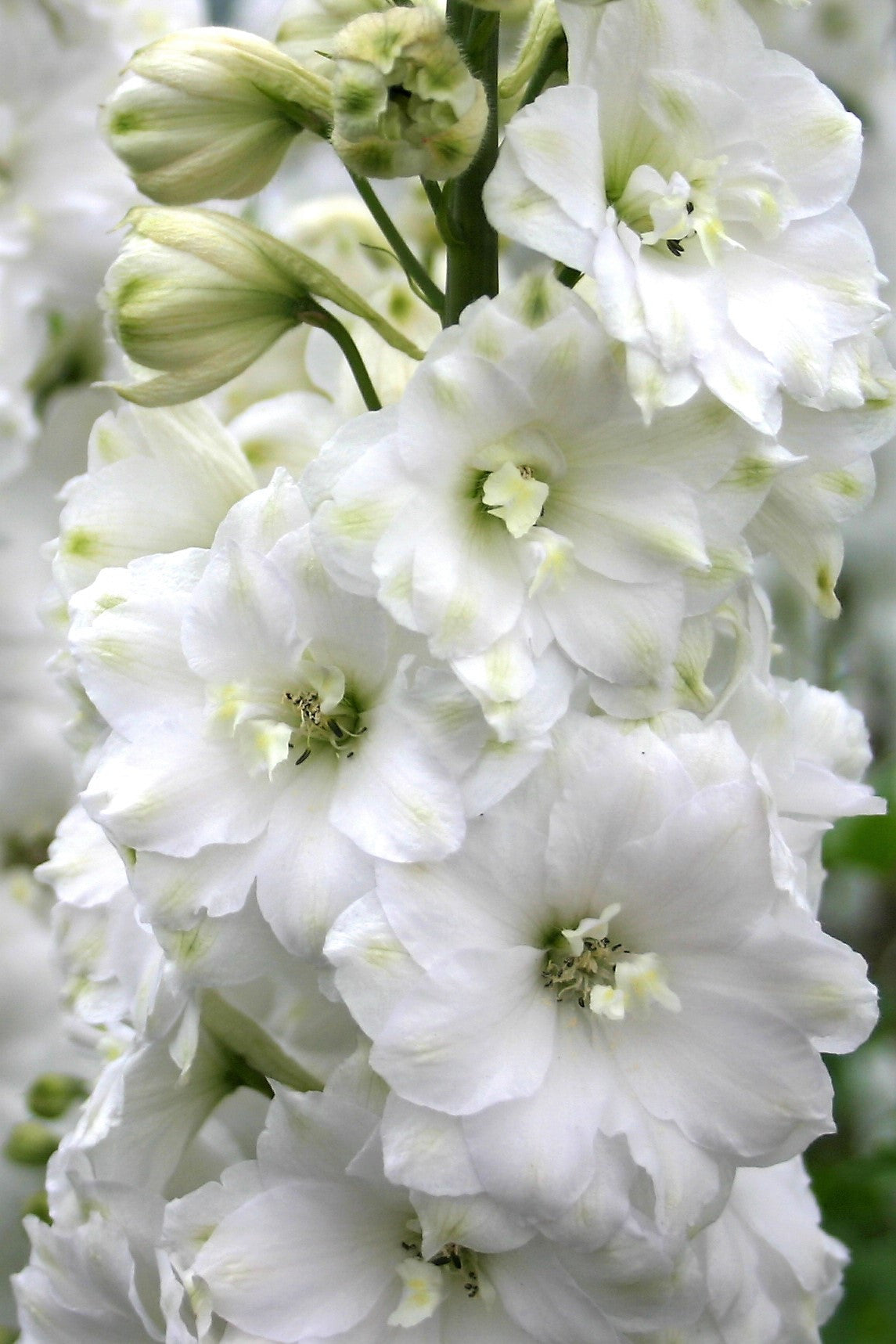 Double Innocence - white delphinium 