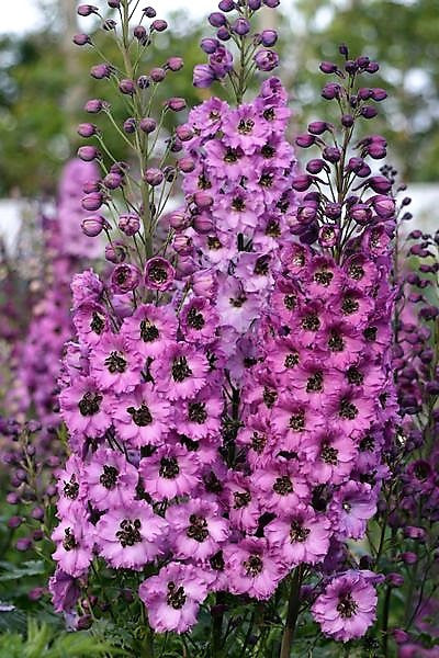 Dusky Maidens - pink delphinium 