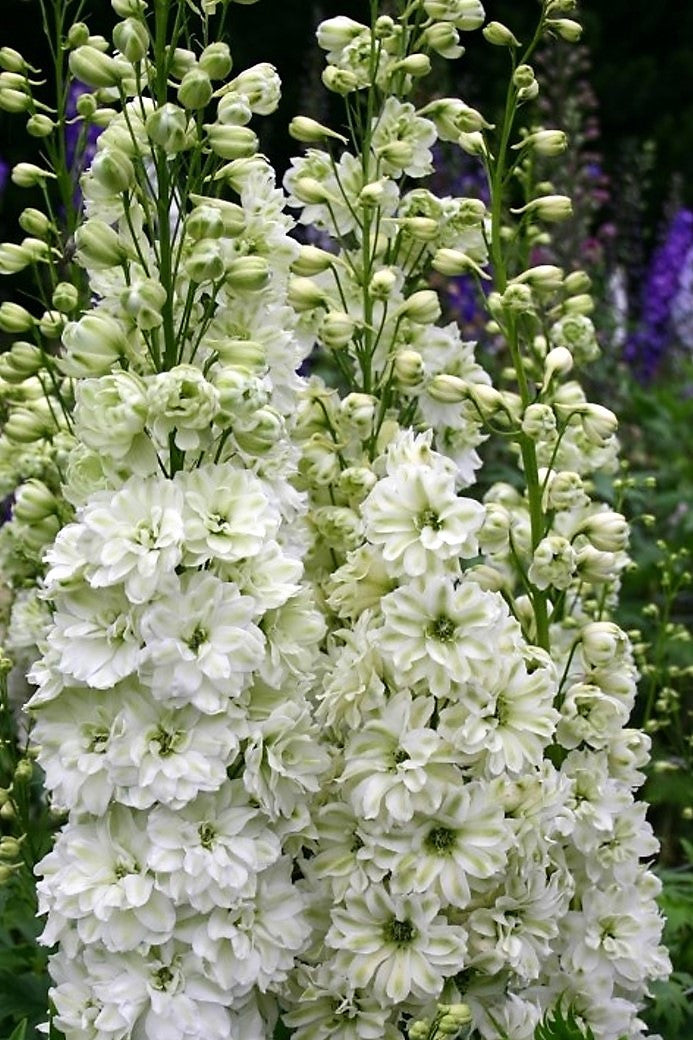 Green Twist - white delphinium
