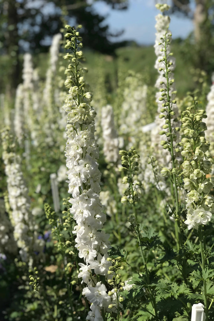 Delphinium Green Twist 