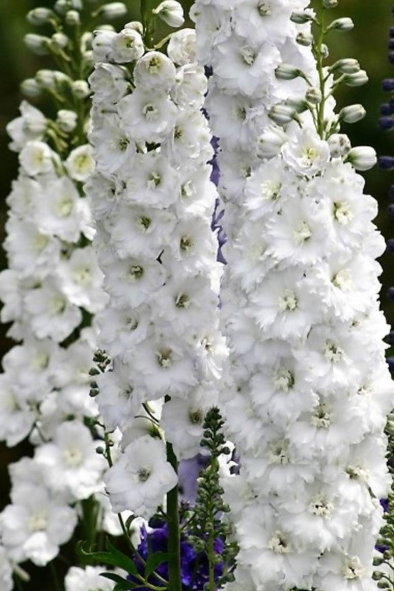 Innocence - white delphinium