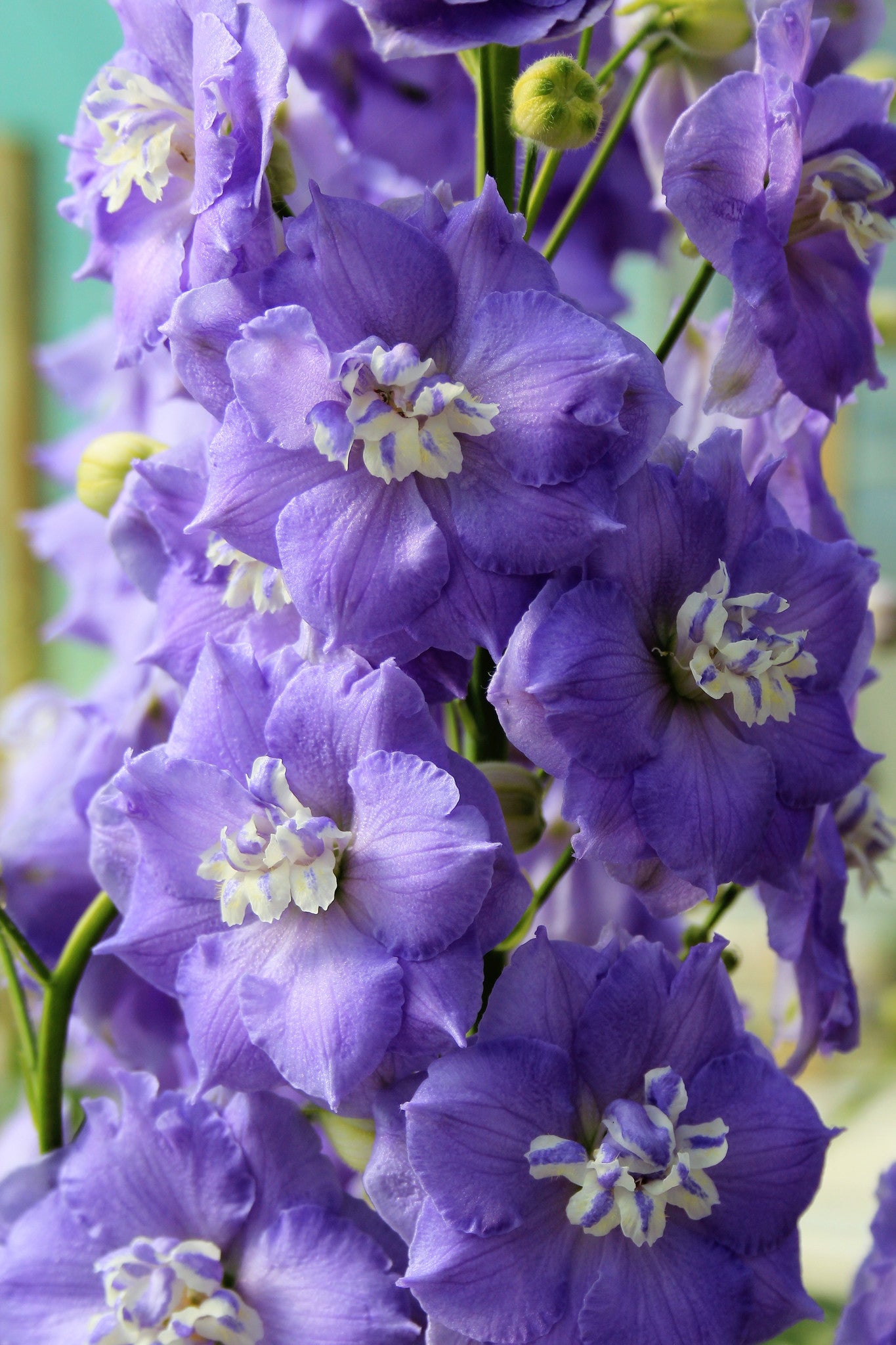 Lilac Ladies