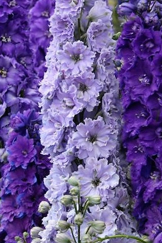 Purple Stars