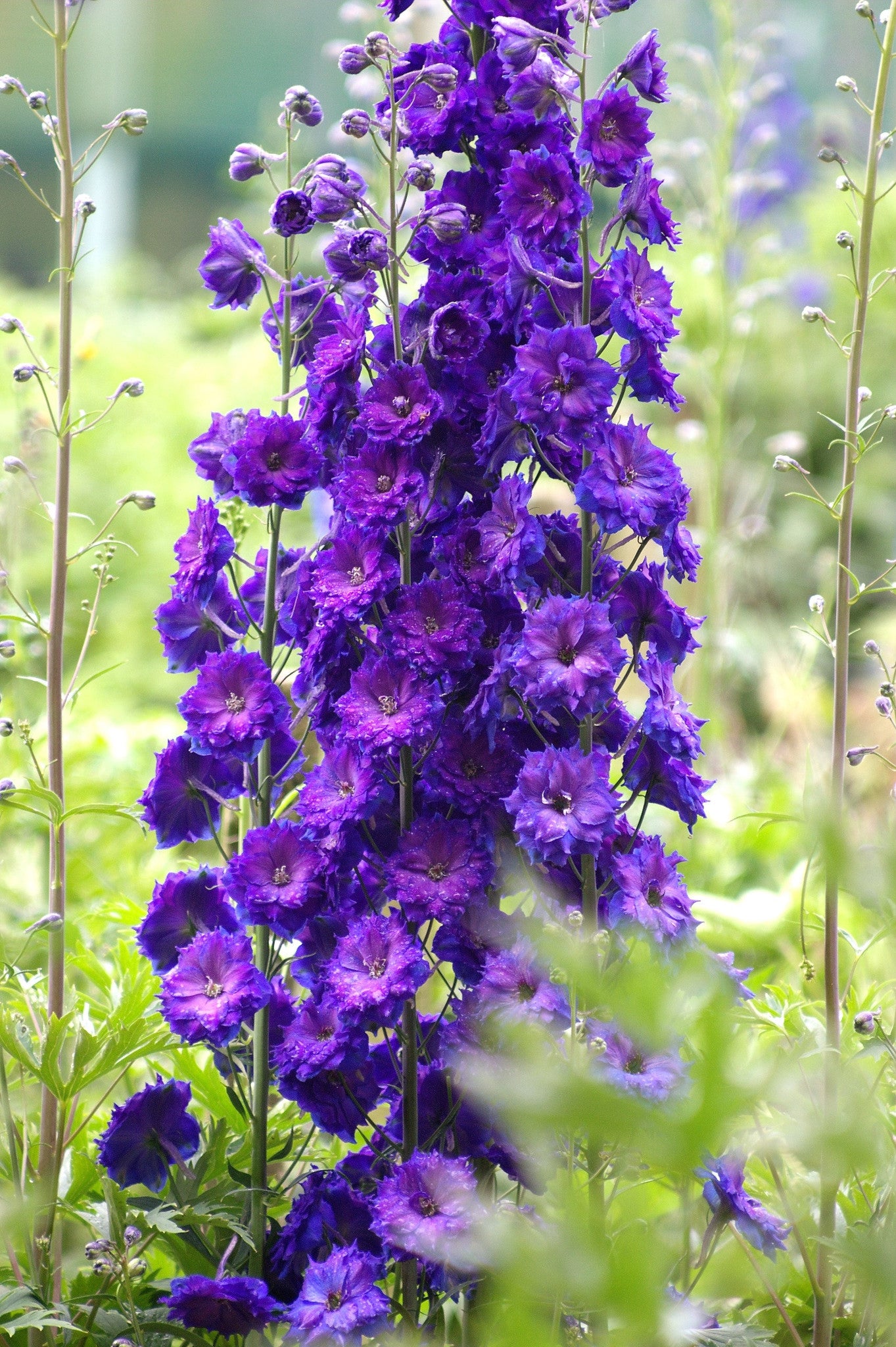 Gypsy Queen - purple delphinium
