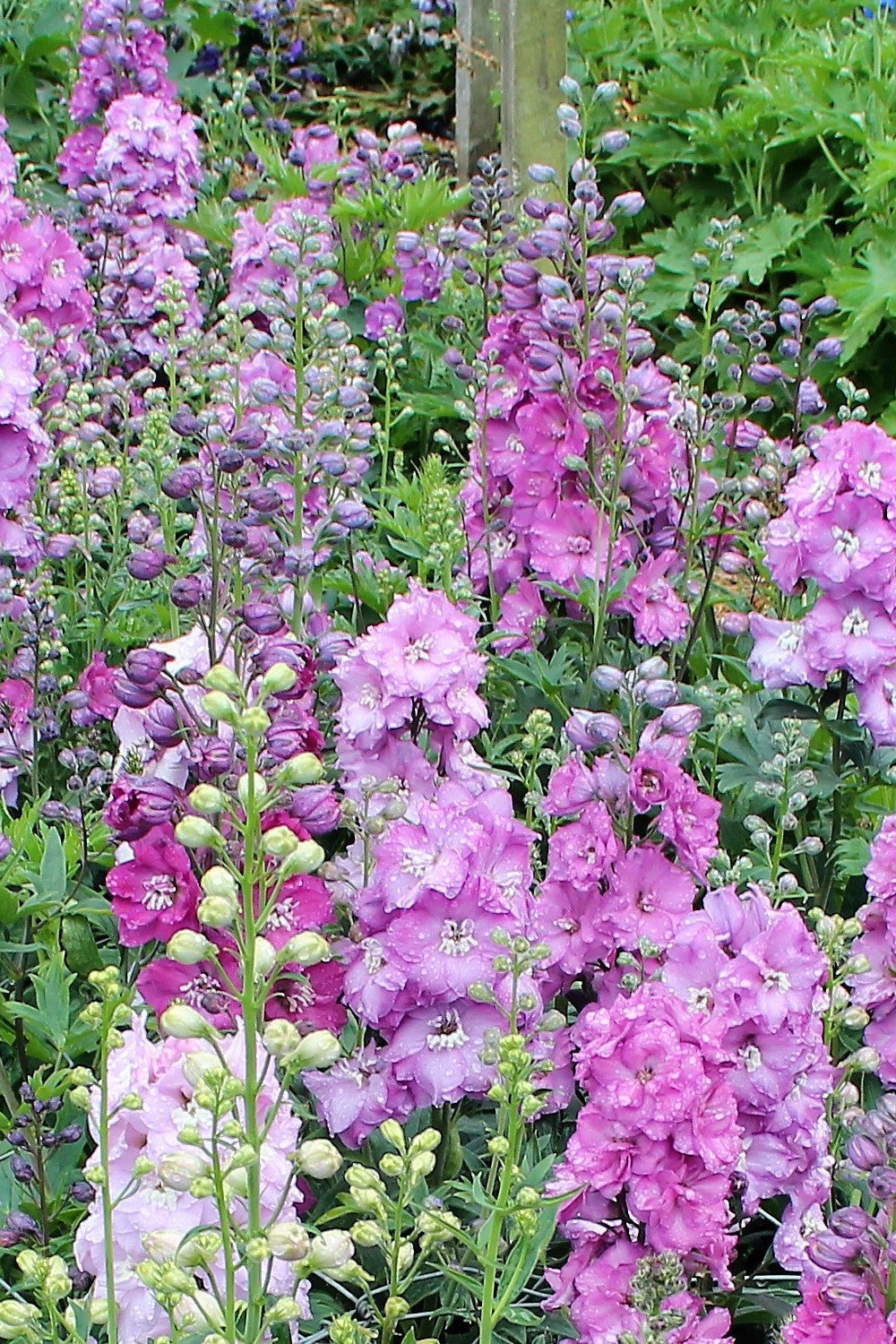 Mini Pinks