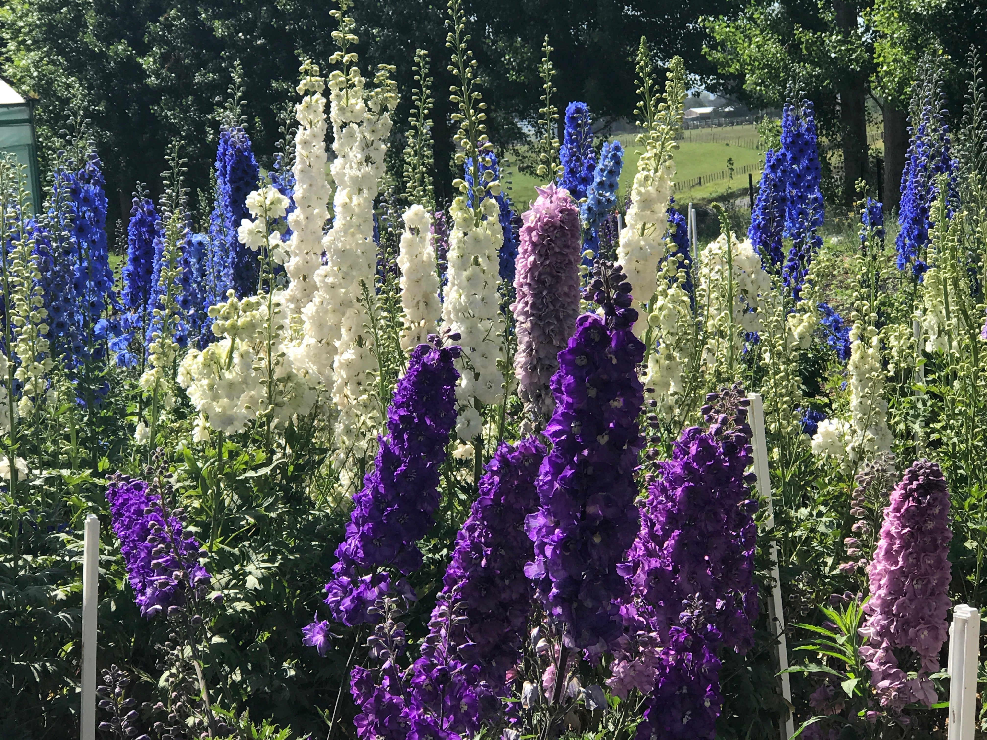 Дельфініуми Доудсвелл по – New Zealand Delphiniums