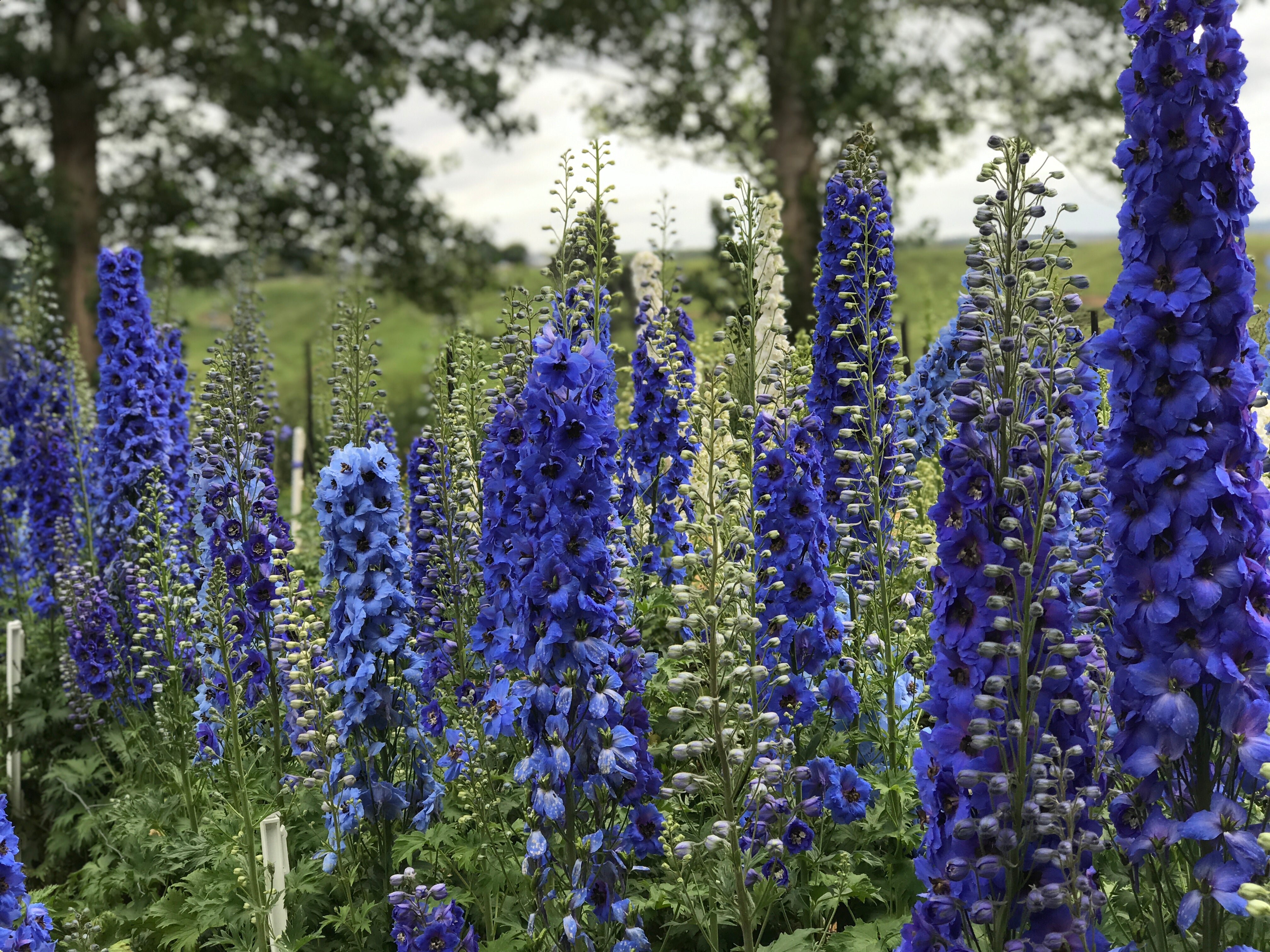 New Zealand Delphiniums – New Zealand Delphiniums