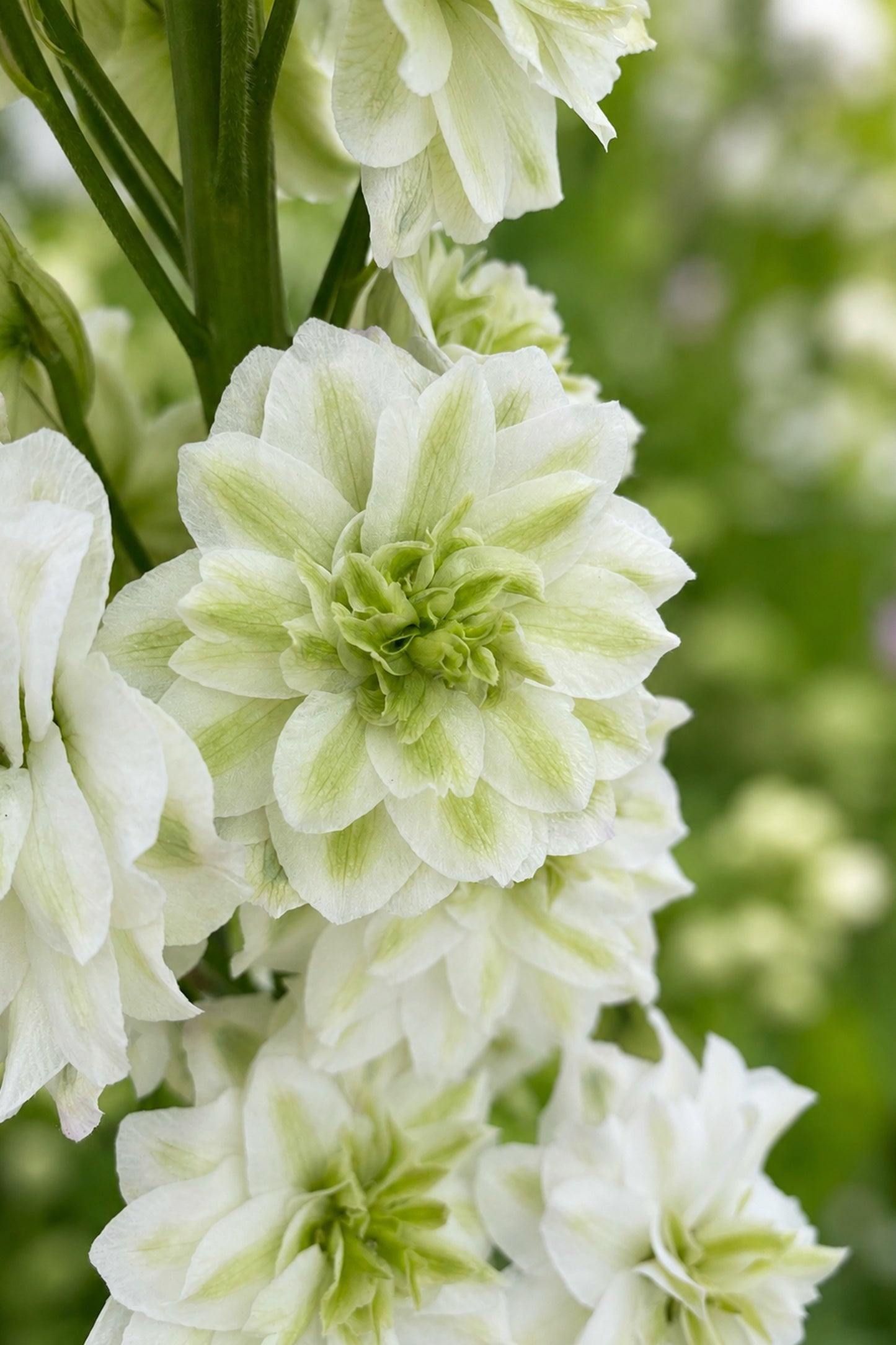 Close-up of white flowers with green centers against a blurred green background