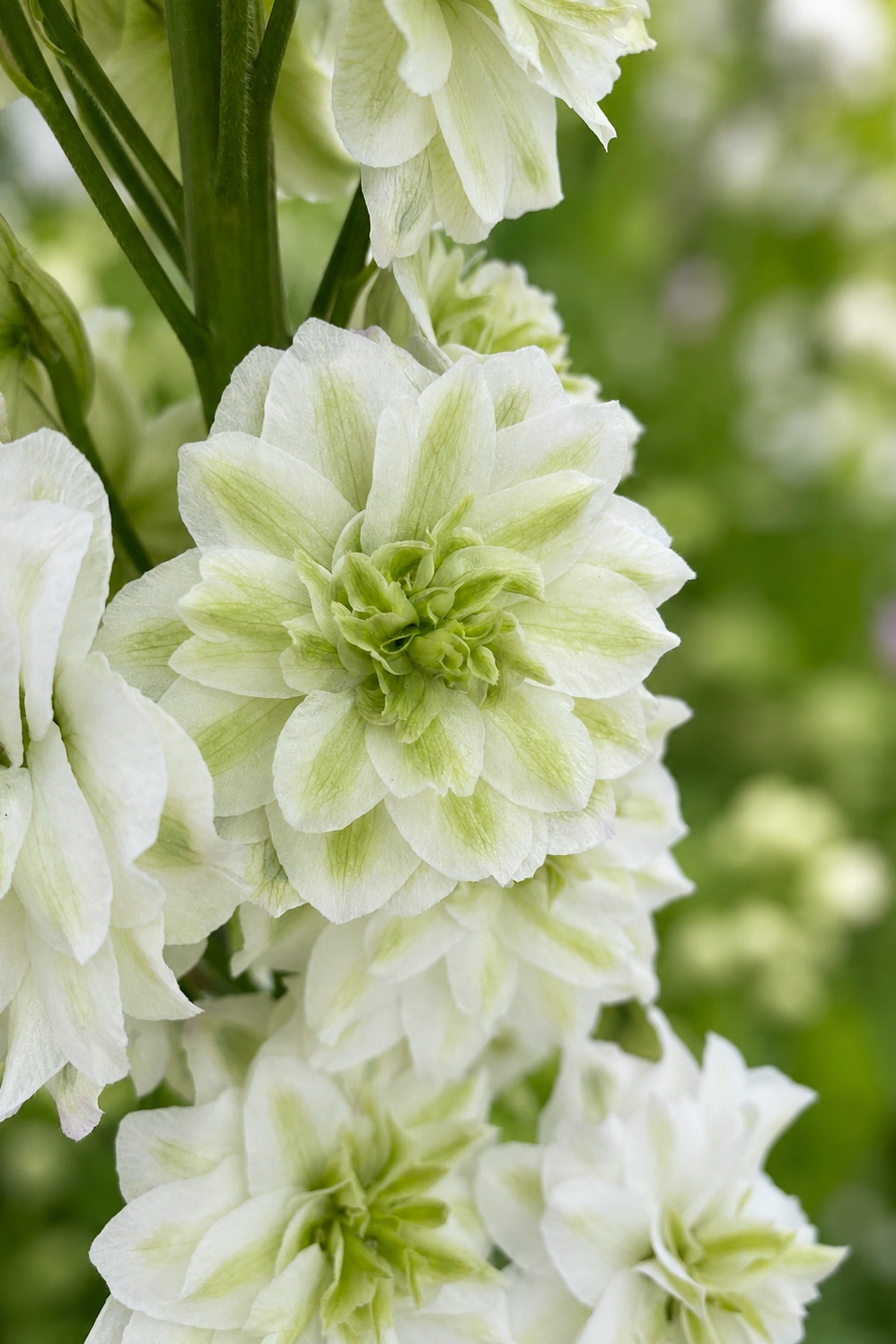 Close-up of white flowers with green centers against a blurred green background