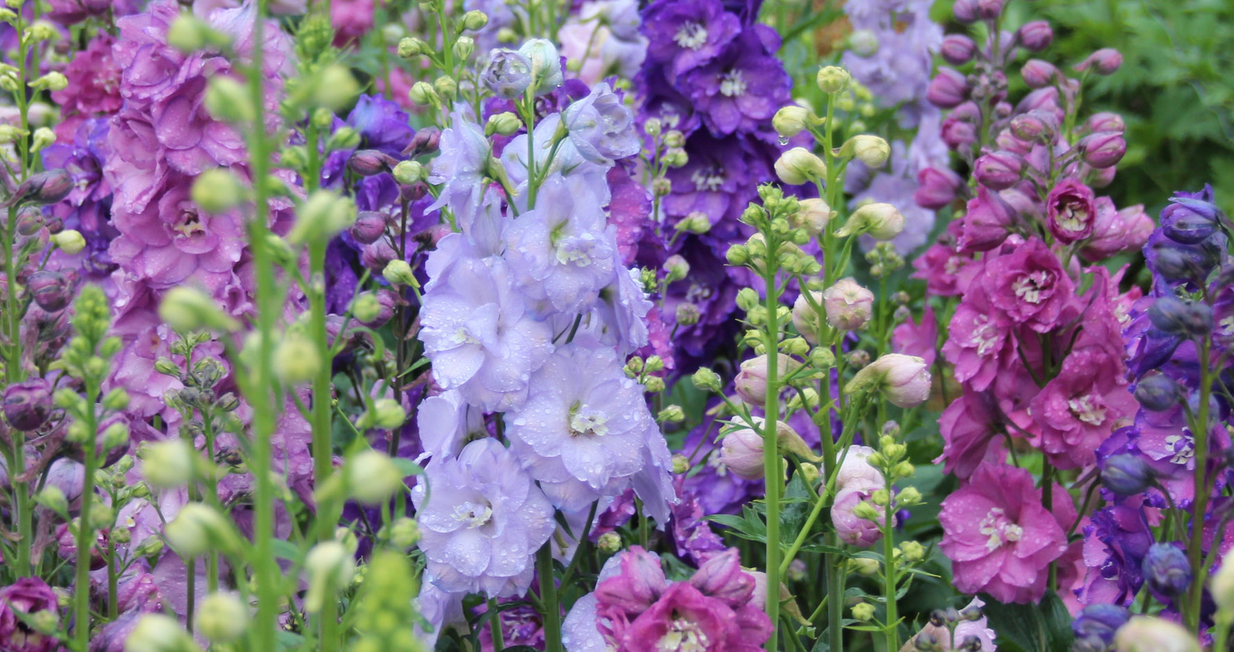 New Zealand Delphiniums – New Zealand Delphiniums