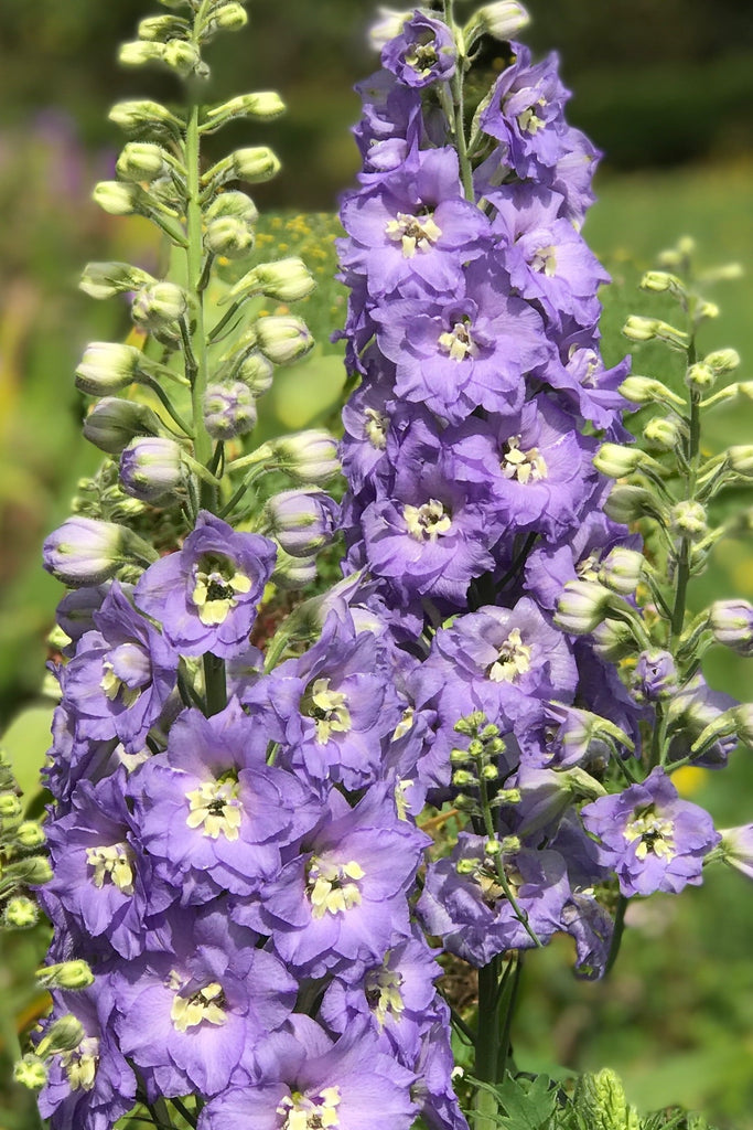 Lilac Ladies, lilac New Zealand hybrid delphinium seeds for sale New