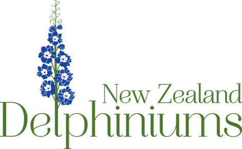  New Zealand Delphiniums