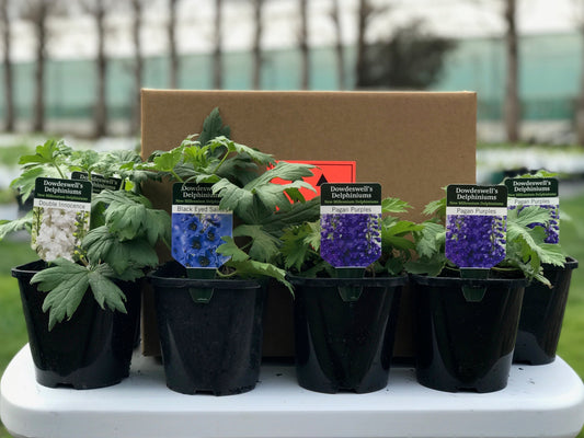 12 Starter Plants