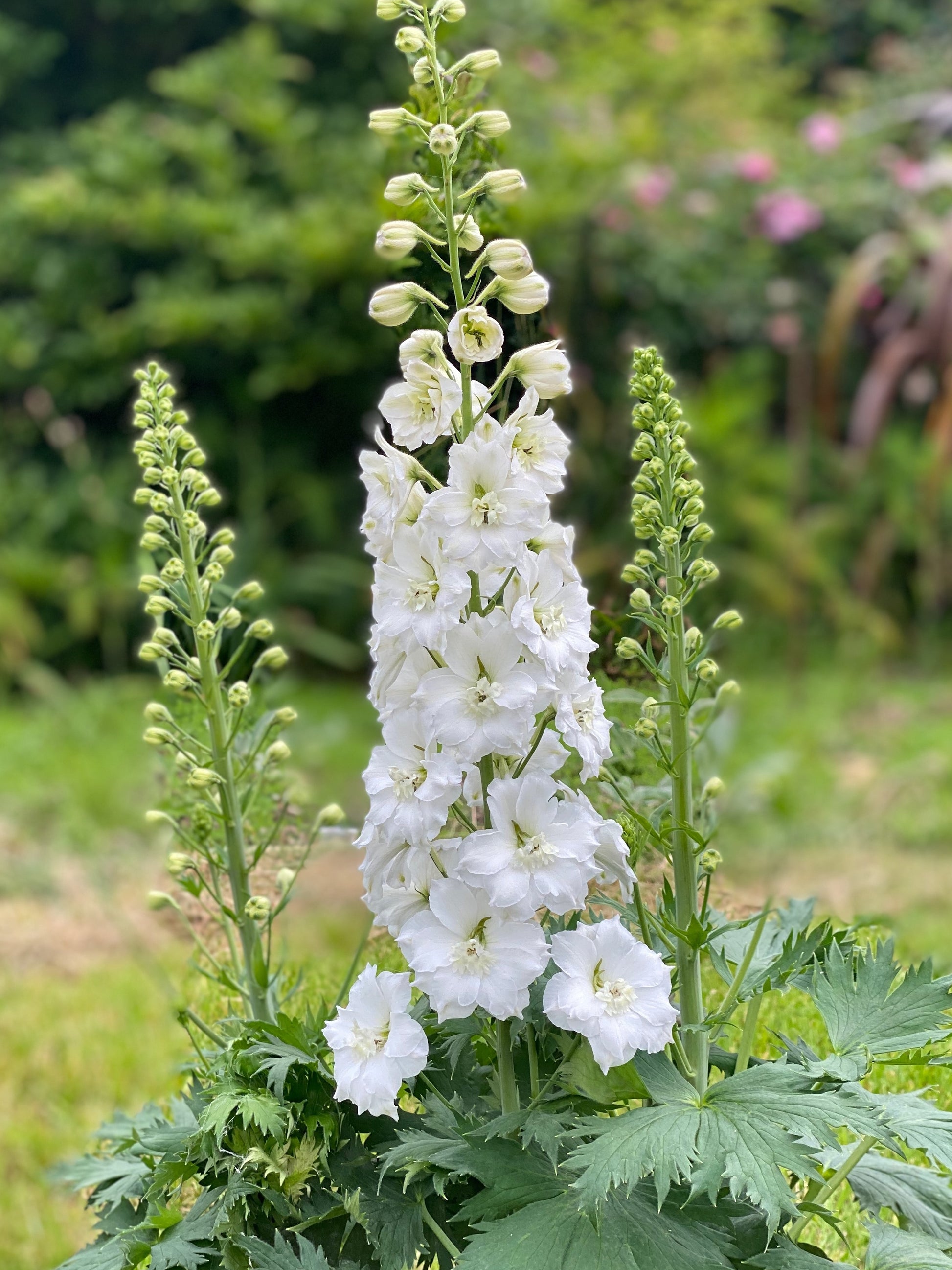 White delphinium flower with green leaves in a garden setting