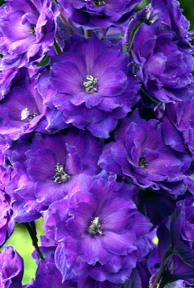 Delilah - purple delphinium 