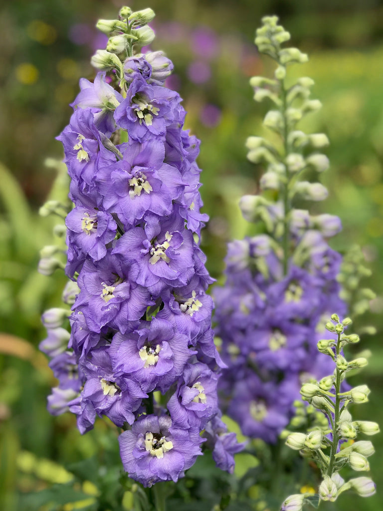 Lilac Ladies, lilac New Zealand hybrid delphinium seeds for sale New