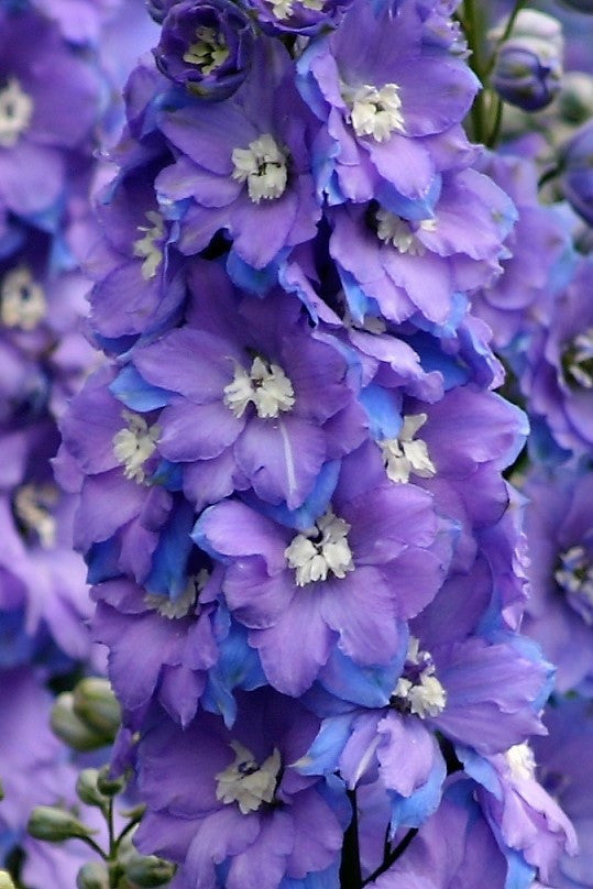 Morning Lights, mauve/pink New Zealand delphinium seeds for sales – New ...