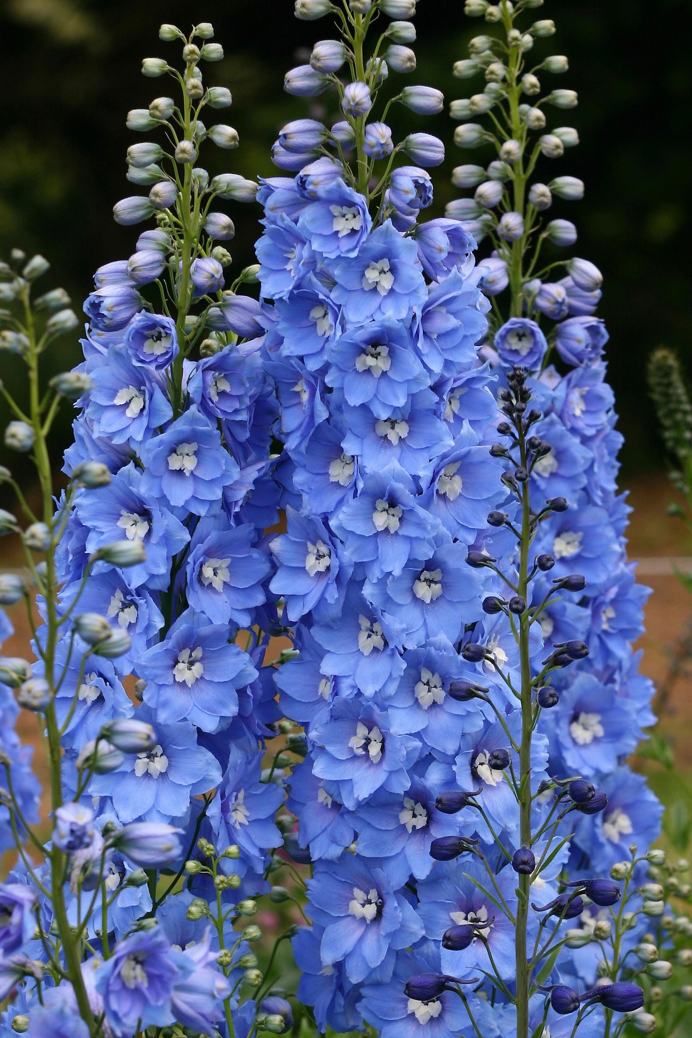 Sunny Skies – New Zealand Delphiniums