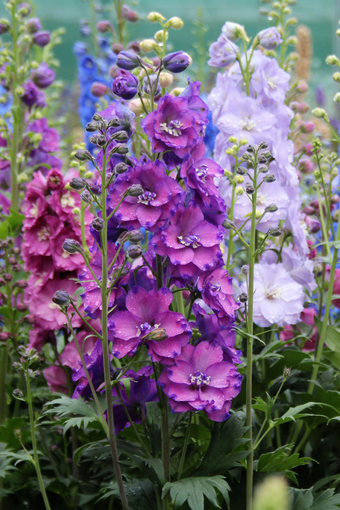 New Millennium Stars, mix New Zealand hybrid delphinium seed for sale ...
