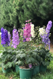 New Zealand Delphiniums – New Zealand Delphiniums