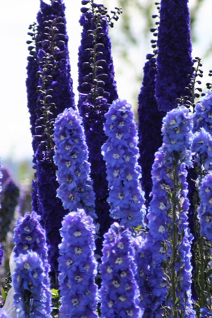 New Millennium Tall Stars, mix tall New Zealand hybrid delphinium seed